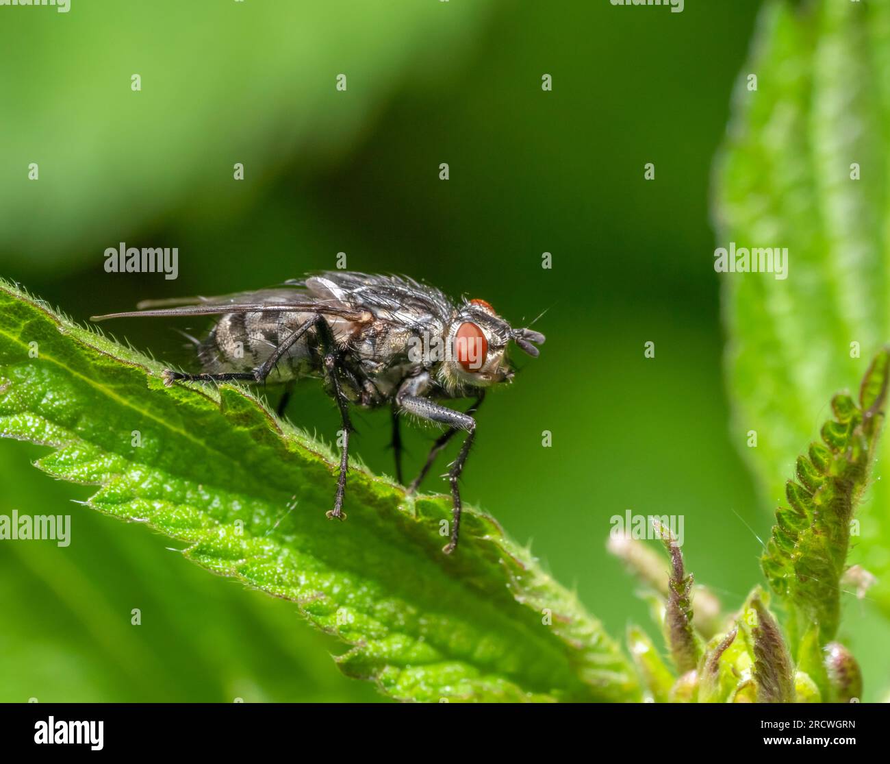 Foto macro con angolo basso di una mosca appoggiata su una foglia di ortica pungente Foto Stock