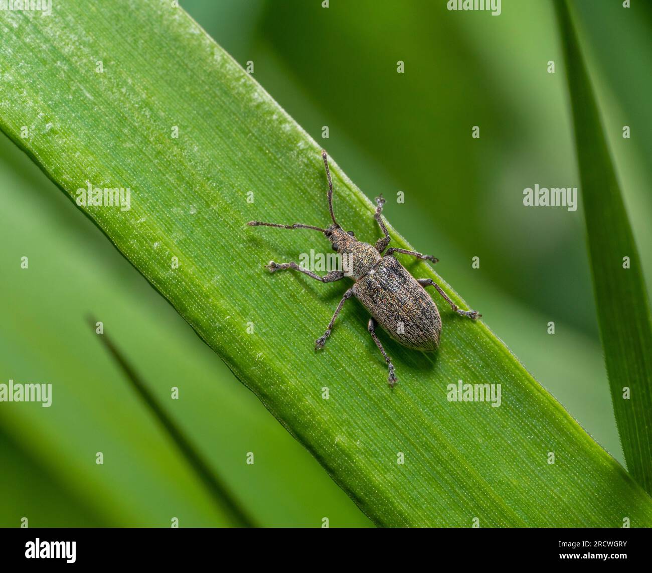 Foglie comuni weevil su foglie di erba verde Foto Stock