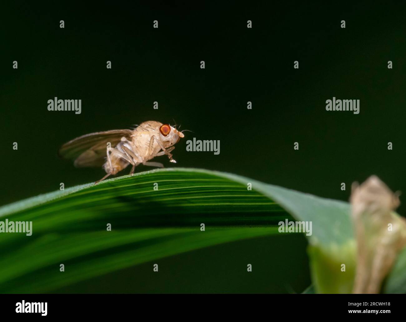 Scatto con angolazione bassa che mostra una mosca su una foglia d'erba Foto Stock