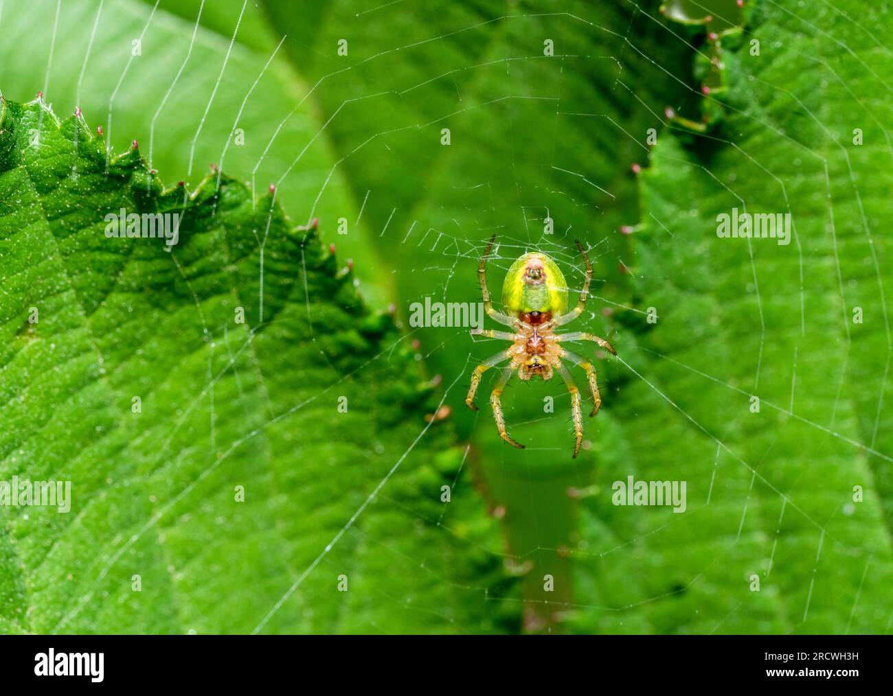 Rovescio di un ragno verde cetriolo che riposa sulla sua ragnatela davanti alle foglie verdi Foto Stock