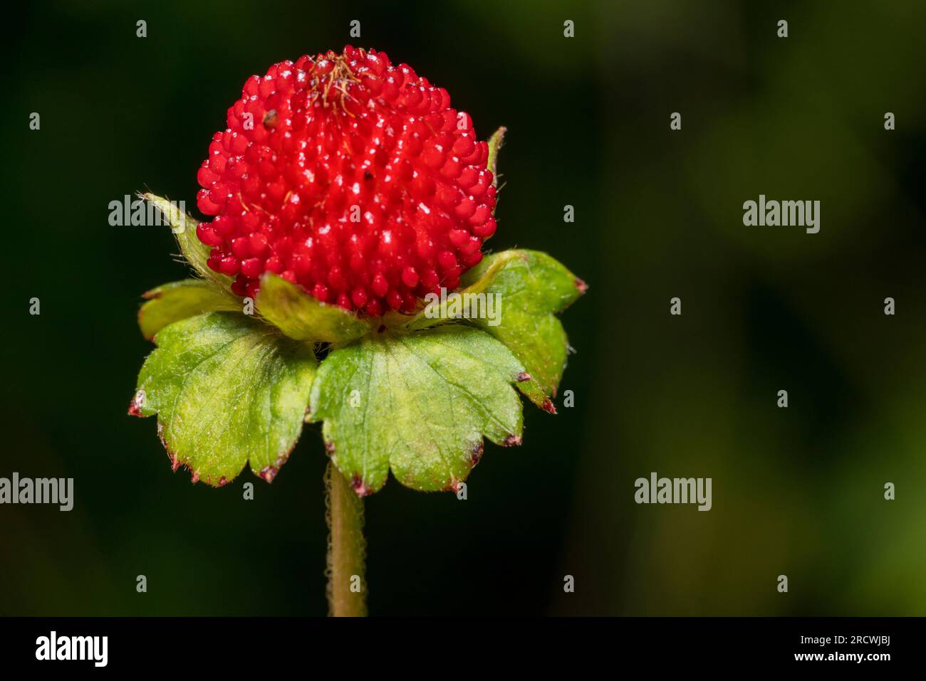 Primo piano di un falso frutto di fragola nella schiena scura Foto Stock