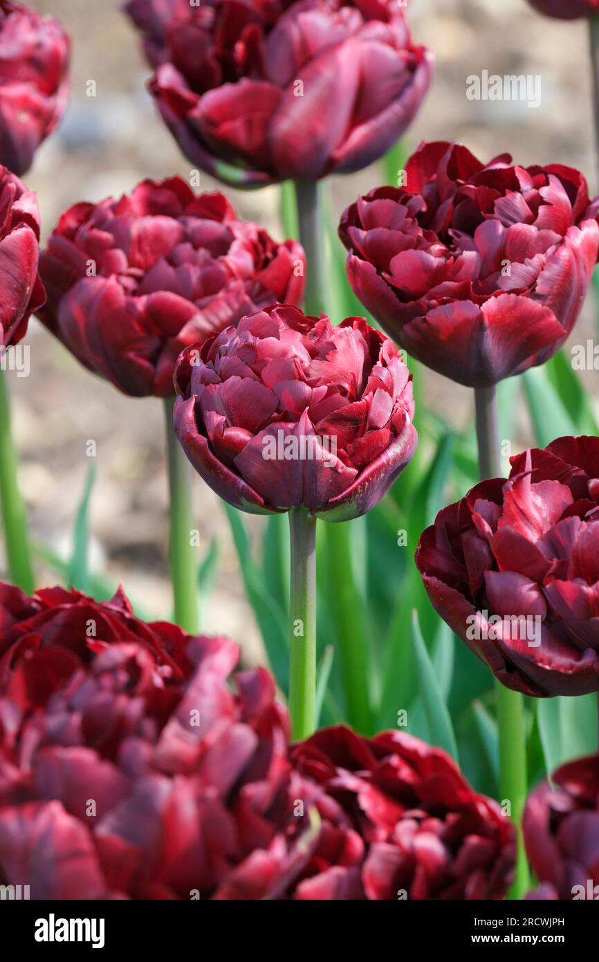 Tulipa Palmyra, Palmyra tulipano, perenni bulbosi, doppia fioritura precoce peonia rossa profonda come il tulipano Foto Stock