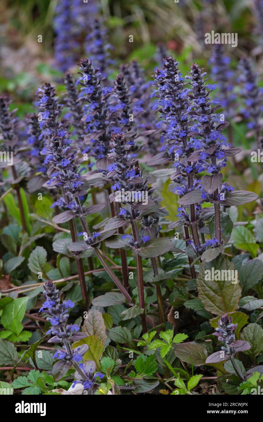 Ajuga reptans Braunherz, Bugle Braunherz, Ajuga Braun, Evergreen Bugle, Herz, perenne evergreen, fogliame viola, fiori blu scuro simili a picchi Foto Stock