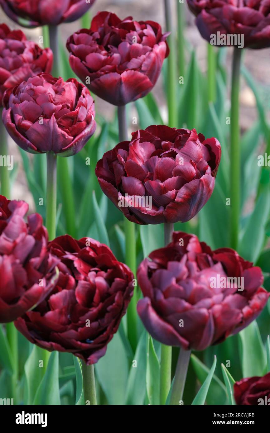 Tulipa Palmyra, Palmyra tulipano, perenni bulbi, doppia fioritura precoce, peonia rossa profonda come tulipano Foto Stock