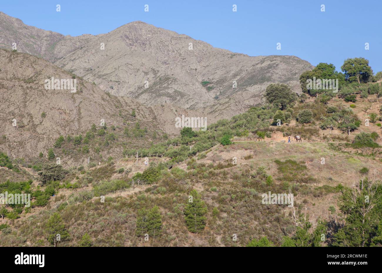 Abitante locale che va a lavorare nel suo frutteto di montagna. Regione di Las Hurdes, Caceres, Estremadura, Spagna Foto Stock