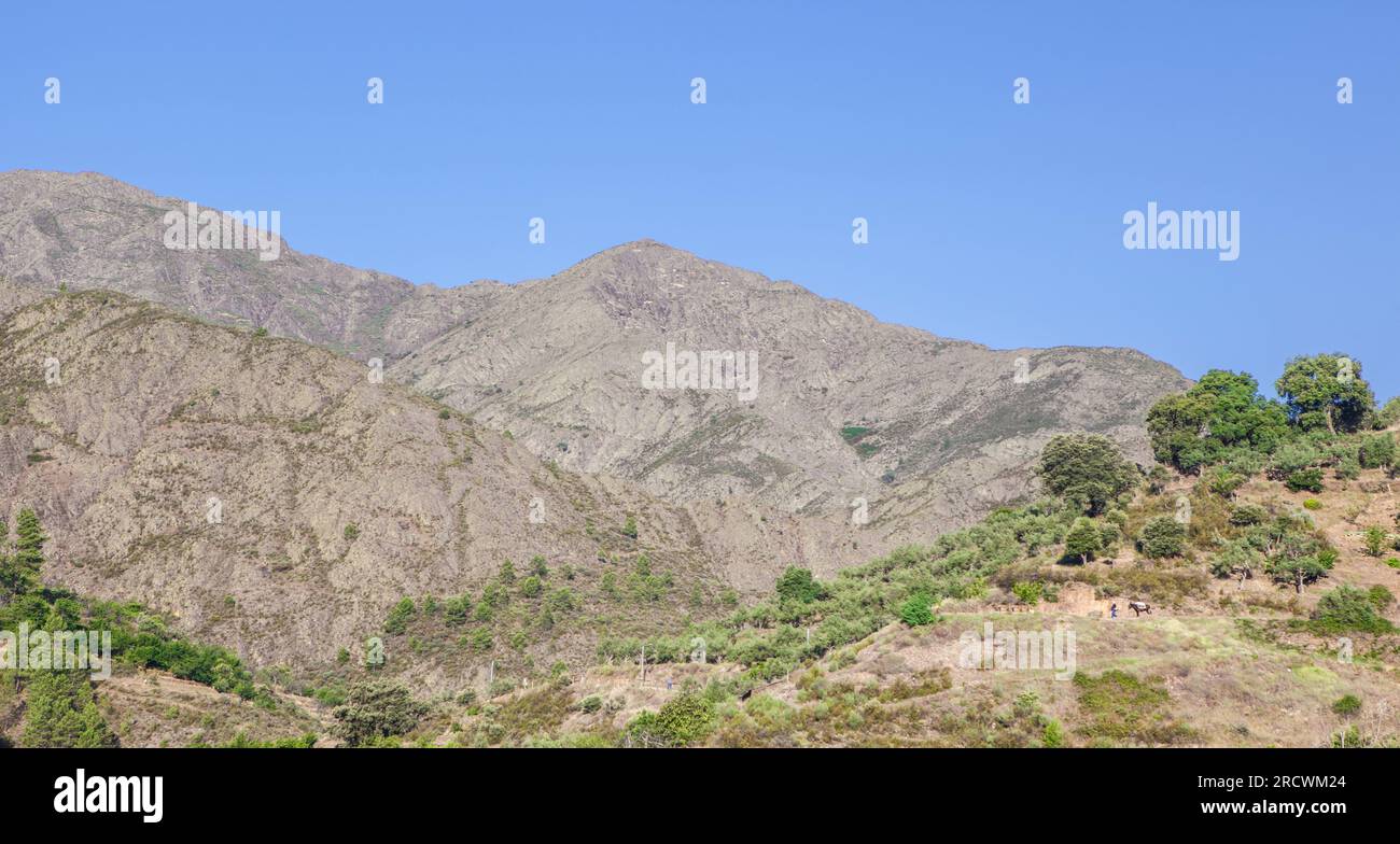 Abitante locale che va a lavorare nel suo frutteto di montagna. Regione di Las Hurdes, Caceres, Estremadura, Spagna Foto Stock