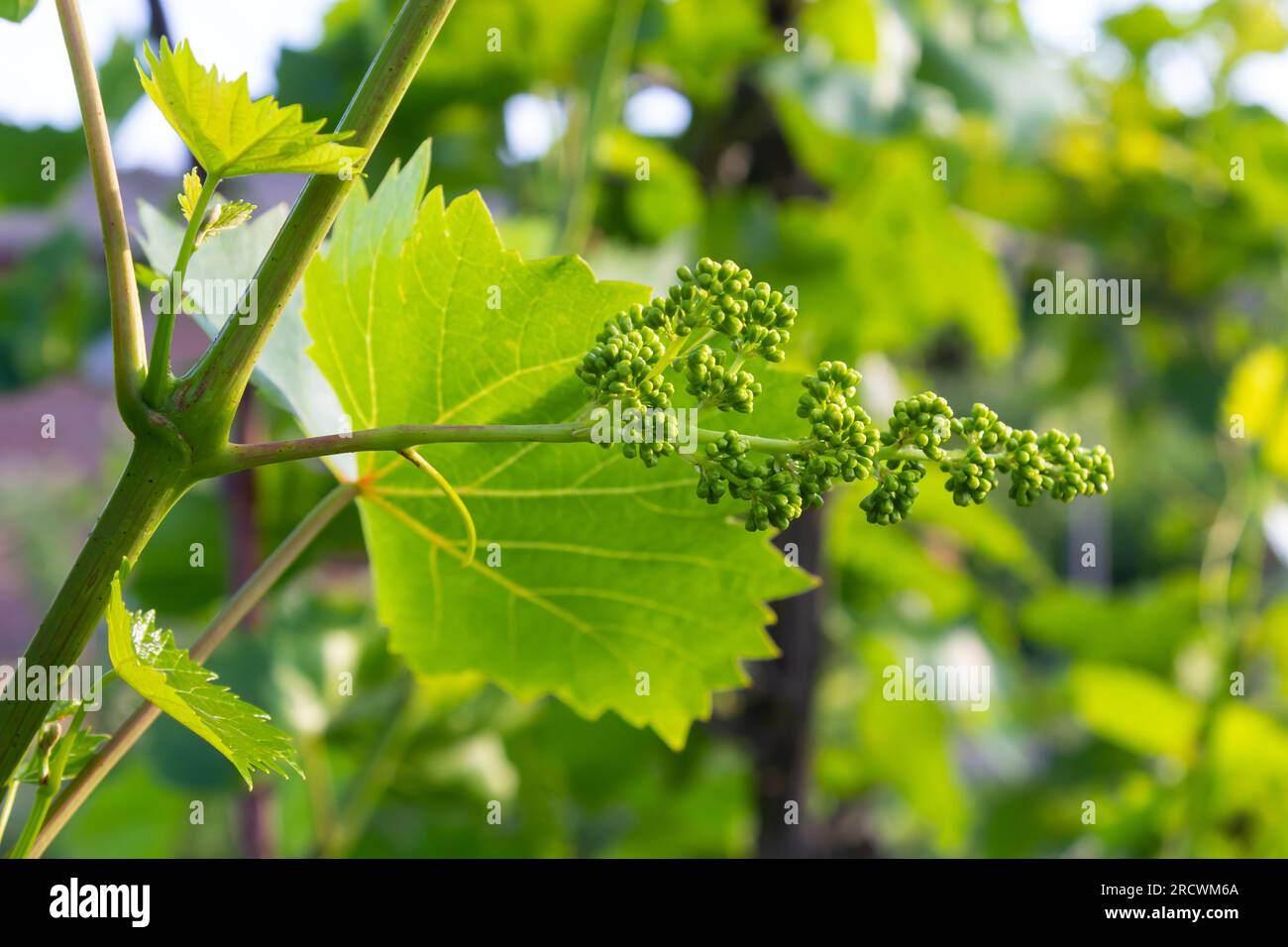 Ovaio giovane di uva. Verde primavera fresco contro un cielo blu. Luce solare. Foto Stock