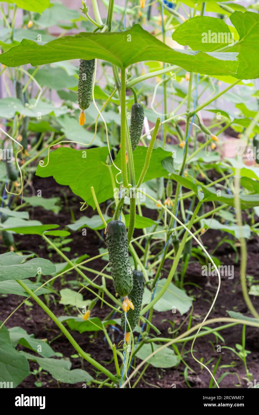 Giovani verdure di cetrioli verdi appese su liane di piante di cetriolo in casa verde. Foto Stock