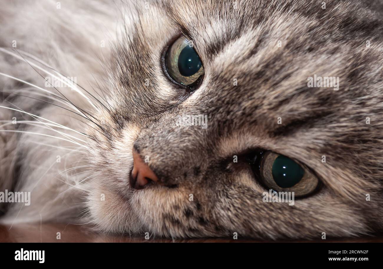 Adorabile gatto grigio soffice domestico con lunghi Whisker da vicino Foto Stock