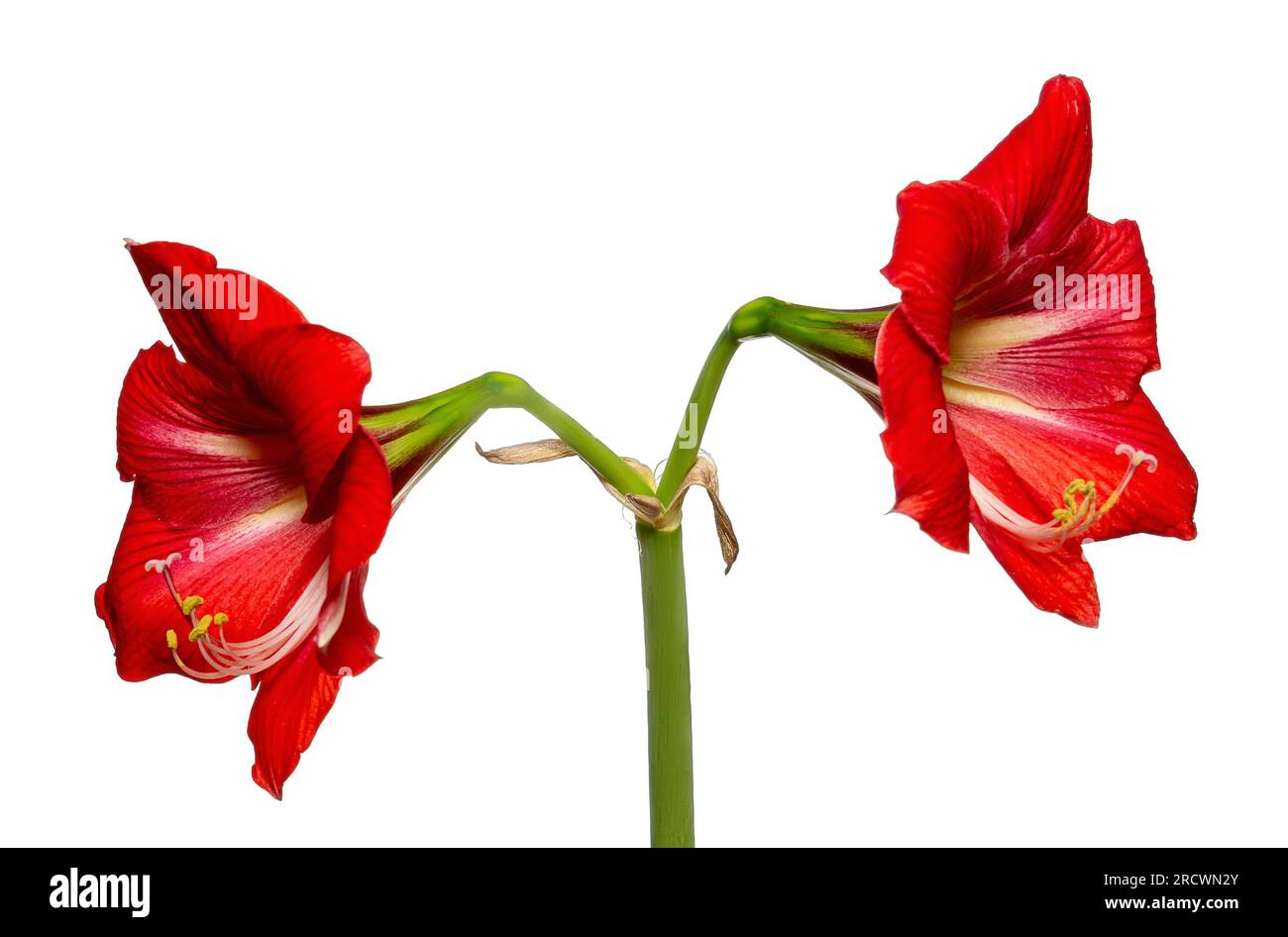 Fiore di amaryllis rosso vivace con foglie di ibisco isolate su sfondo bianco. Foto Stock
