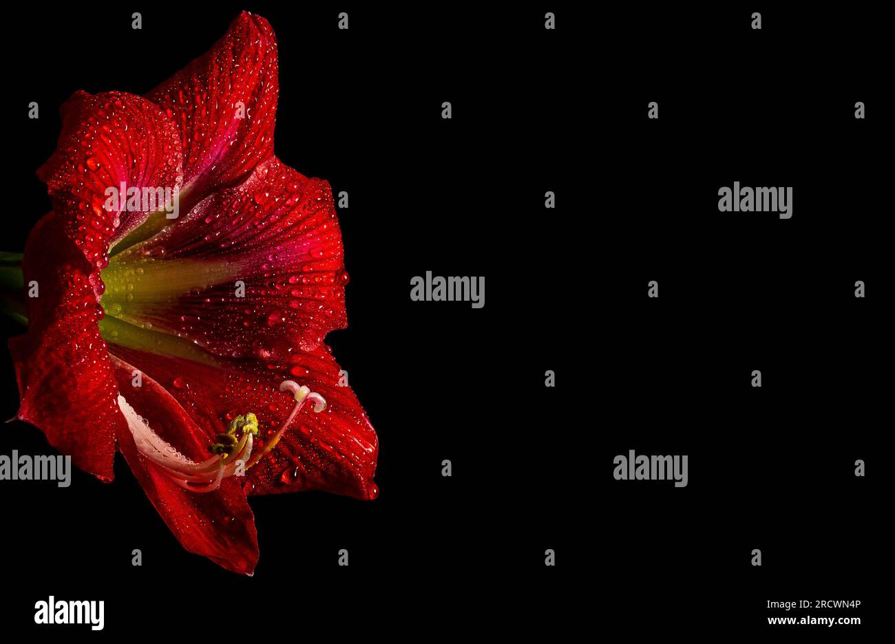 Fiore rosso intenso di amaryllis su sfondo nero, che mostra delicata bellezza della natura. Foto Stock