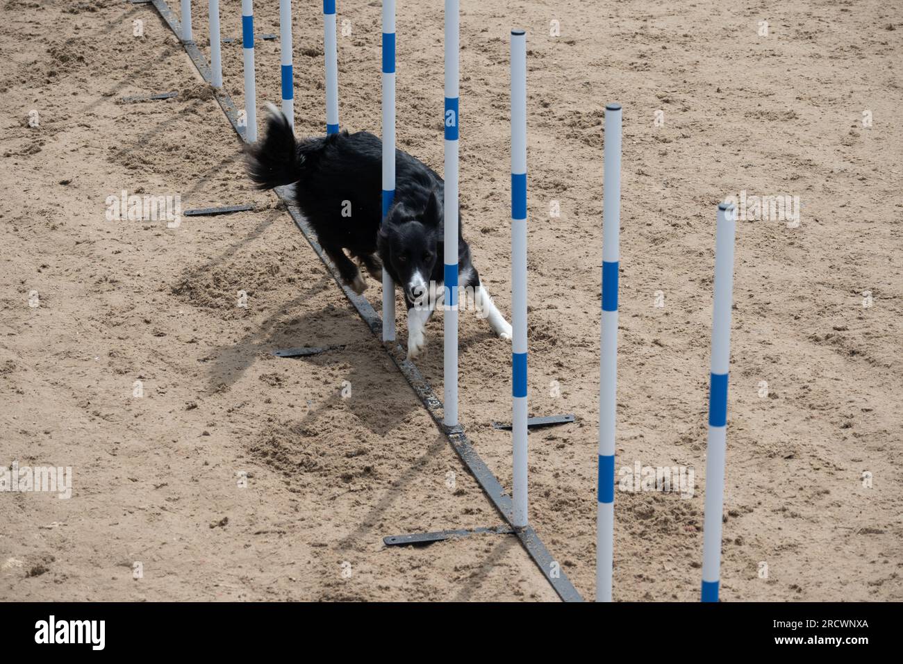 I Campionati del mondo Junior Open Agility 2023. Foto Stock