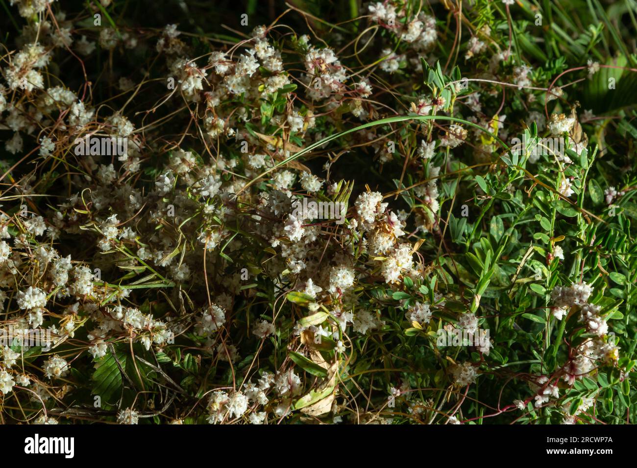Flora di Gran Canaria - fili-come gli steli aggrovigliati di Cuscuta approssimata aka dodder parassita pianta macro naturale sfondo floreale. Foto Stock