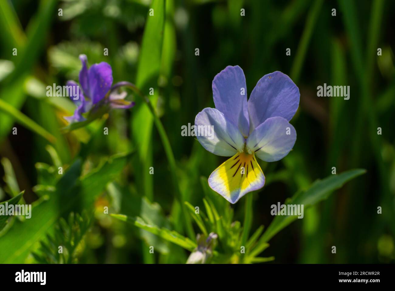 Wild Viola Arvensis, abloom di Fiori di Field Pansy. Bellissima pianta da fiore selvatico utilizzata in medicina alternativa a base di erbe. Fotografia naturalistica all'aperto. Foto Stock