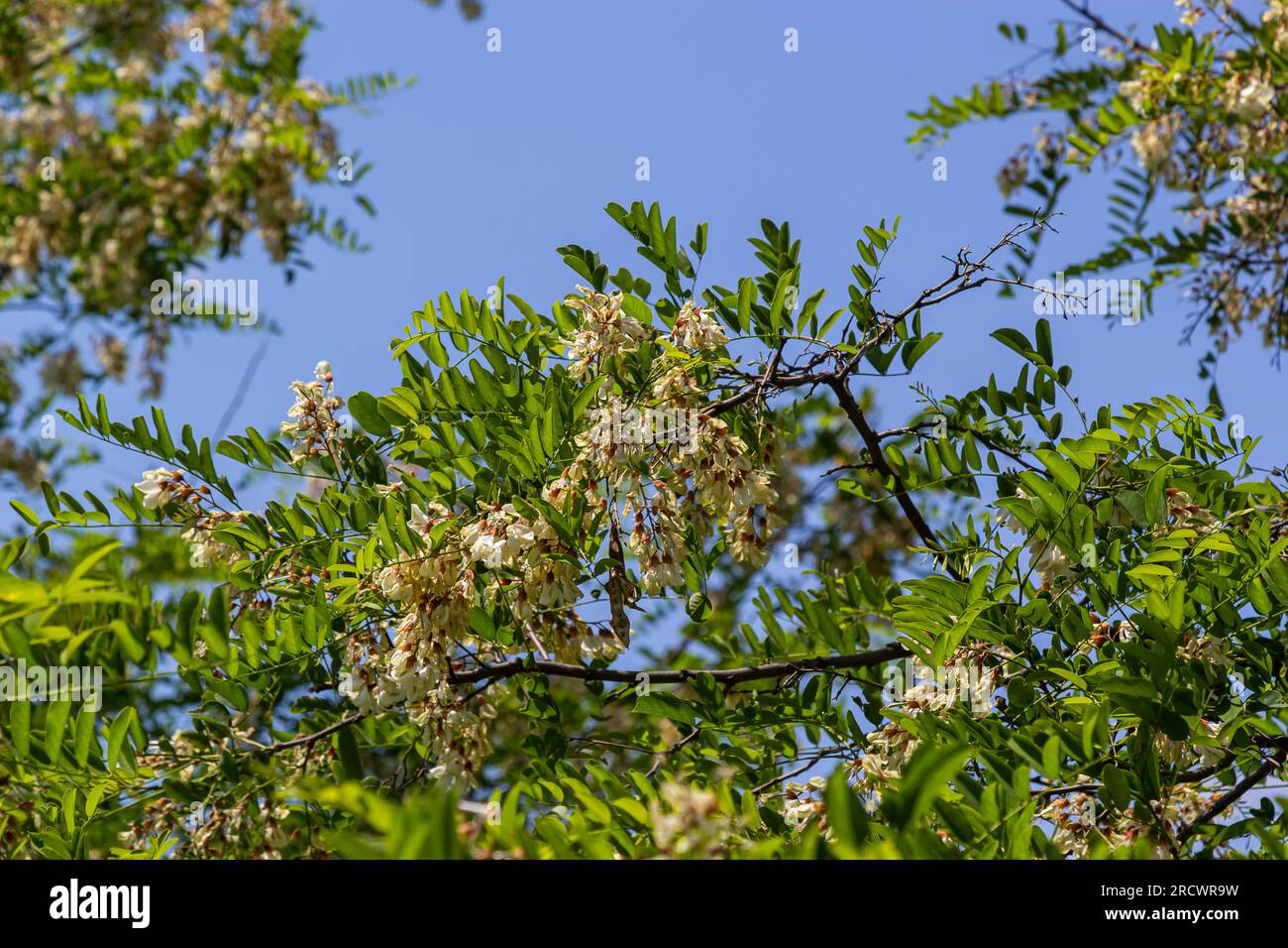 Abbondante fiore ramo di acacia di Robinia pseudoacacia, falsa acacia, nero locusta vicino. Fonte di nettare per miele tenero ma fragrante. Locusta Foto Stock