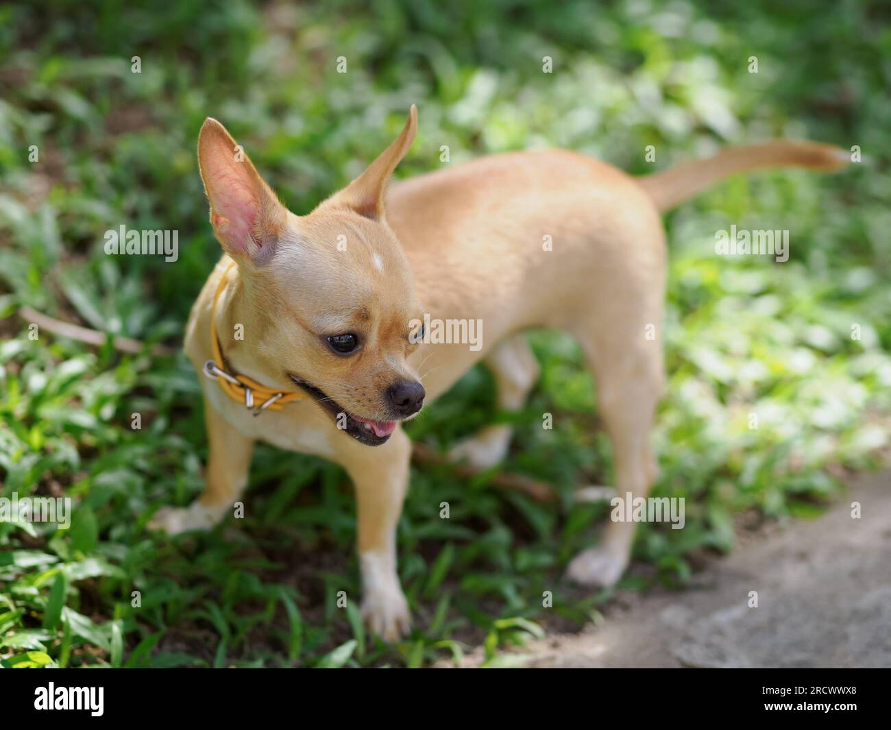 Un cane chihuahua dai capelli corti marrone nell'erba che fissa qualcosa Foto Stock