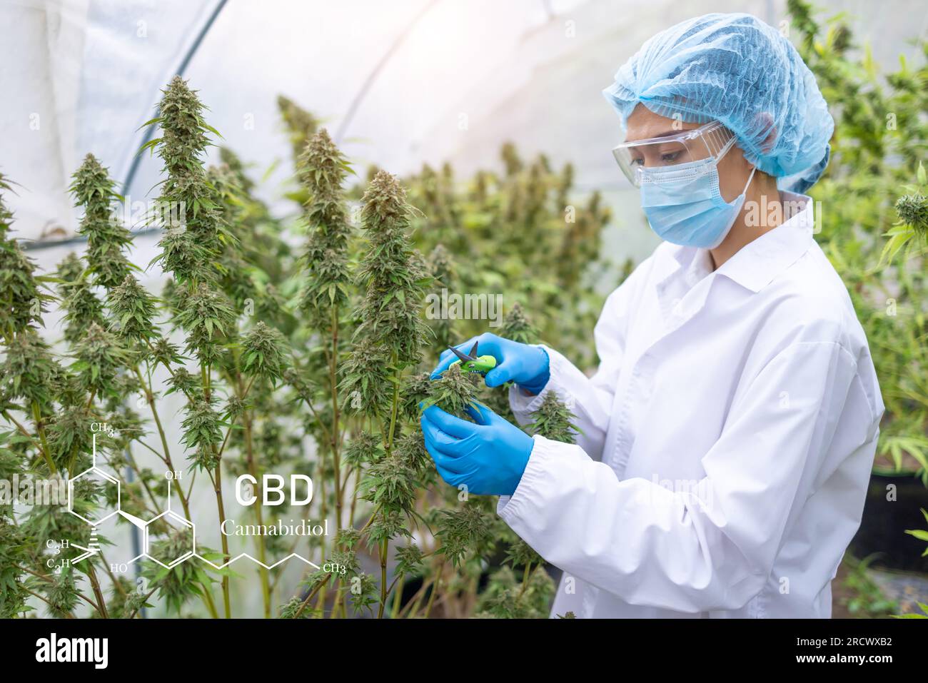 Ricerca sulla marijuana, scienziata femminile nel campo della canapa che esamina piante e fiori, concetto di medicina alternativa alle erbe, marijuana. Erbe biologiche di canapa Foto Stock