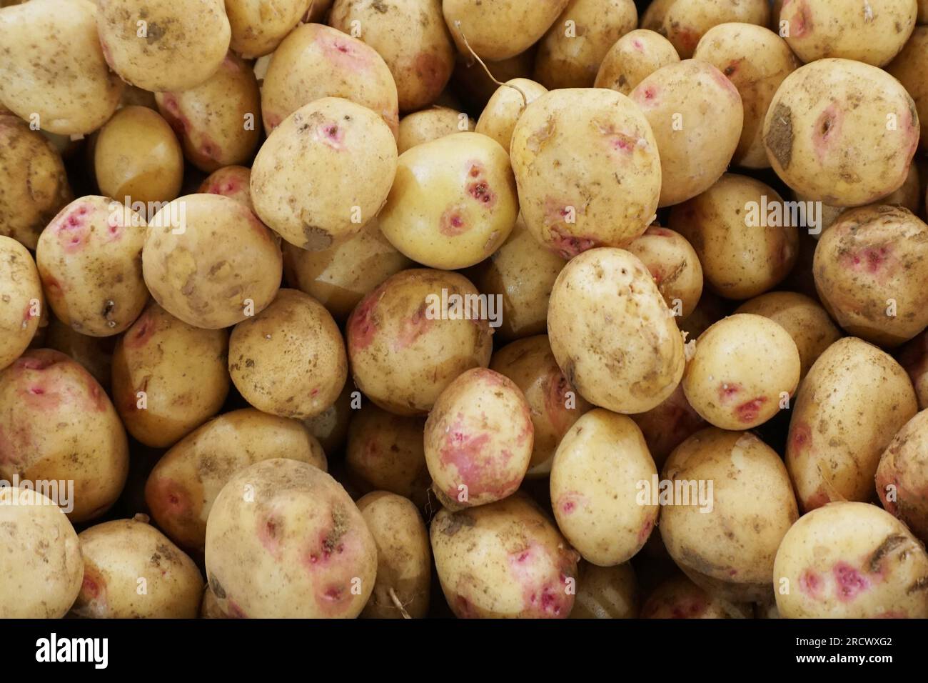 Patate raggrinzite al mercato vegetale Foto Stock