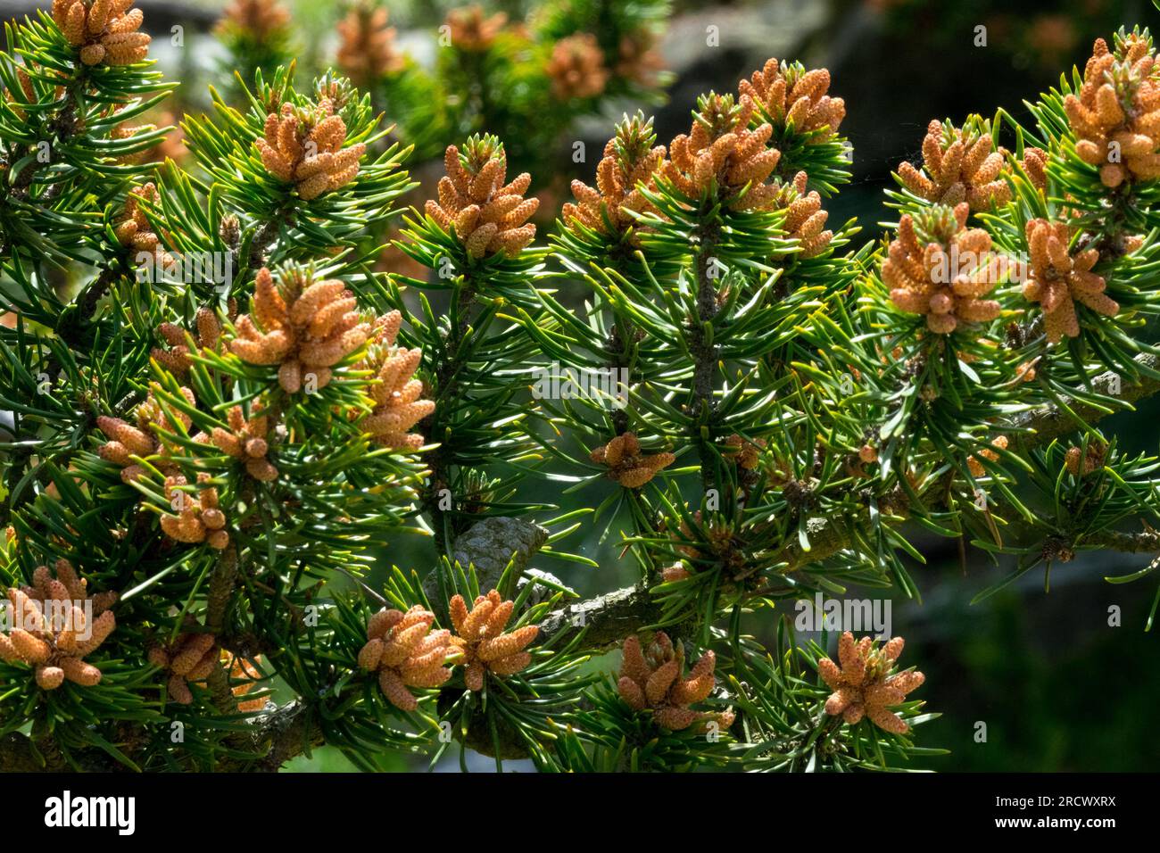 Pine Flowering, Jack Pine, coni, Pinus banksiana coni maschili pieni di polline in primavera Foto Stock