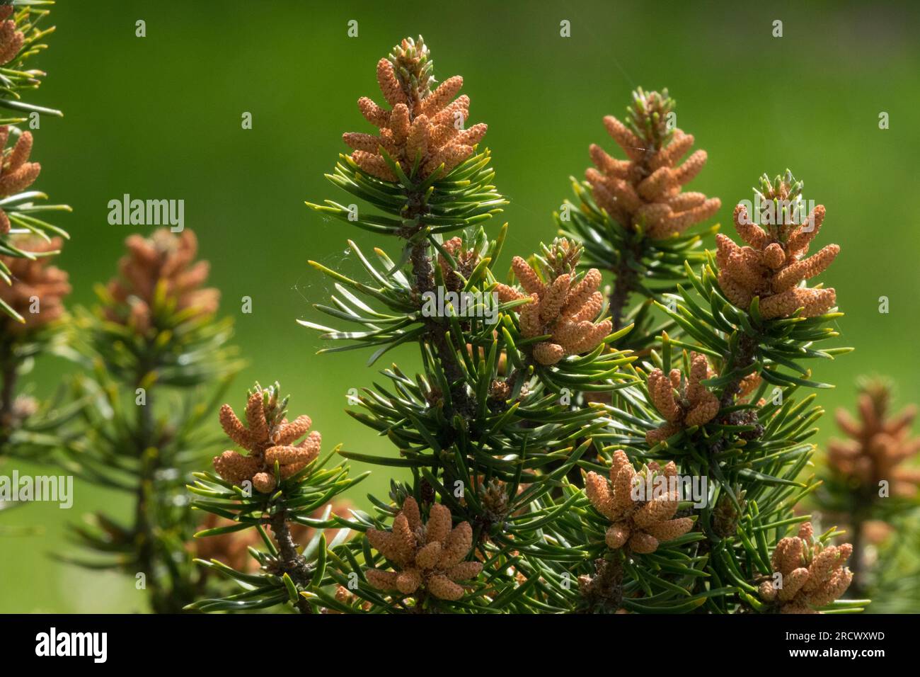 Pinus banksiana, Jack Pine, primo piano dei coni maschili sui rami dei coni portanti del polline Foto Stock