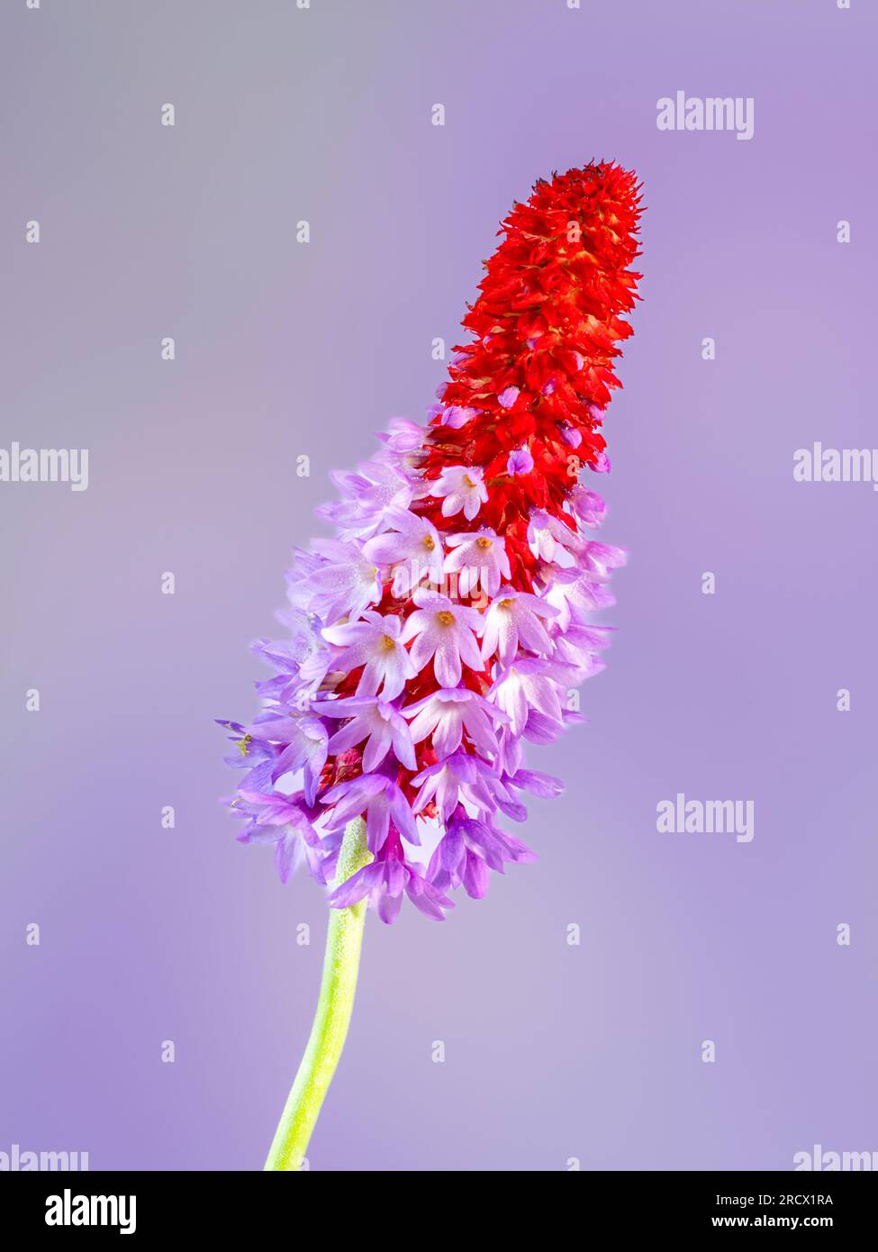 Un picco fiorito di Primula vialii, una pianta alpina cinese diventata popolare nel Regno Unito Foto Stock