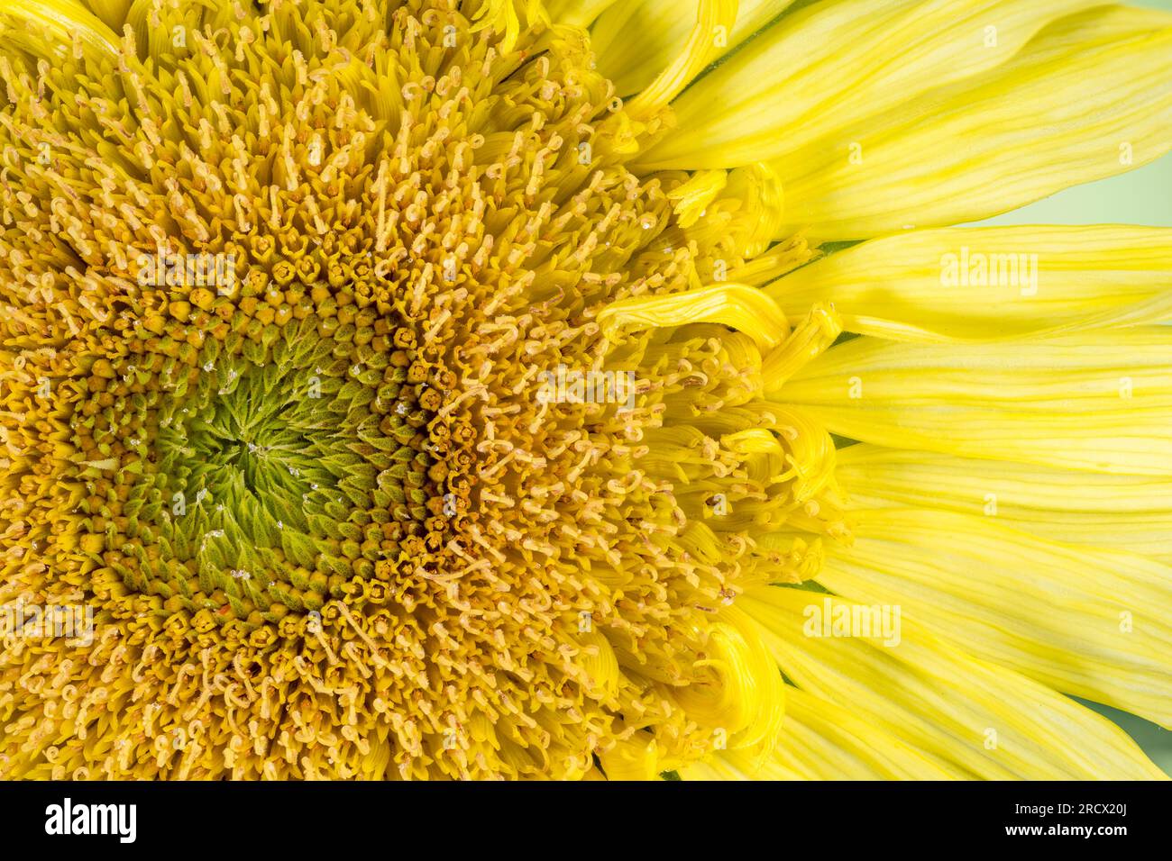Un primo piano del centro di un girasole giallo Foto Stock