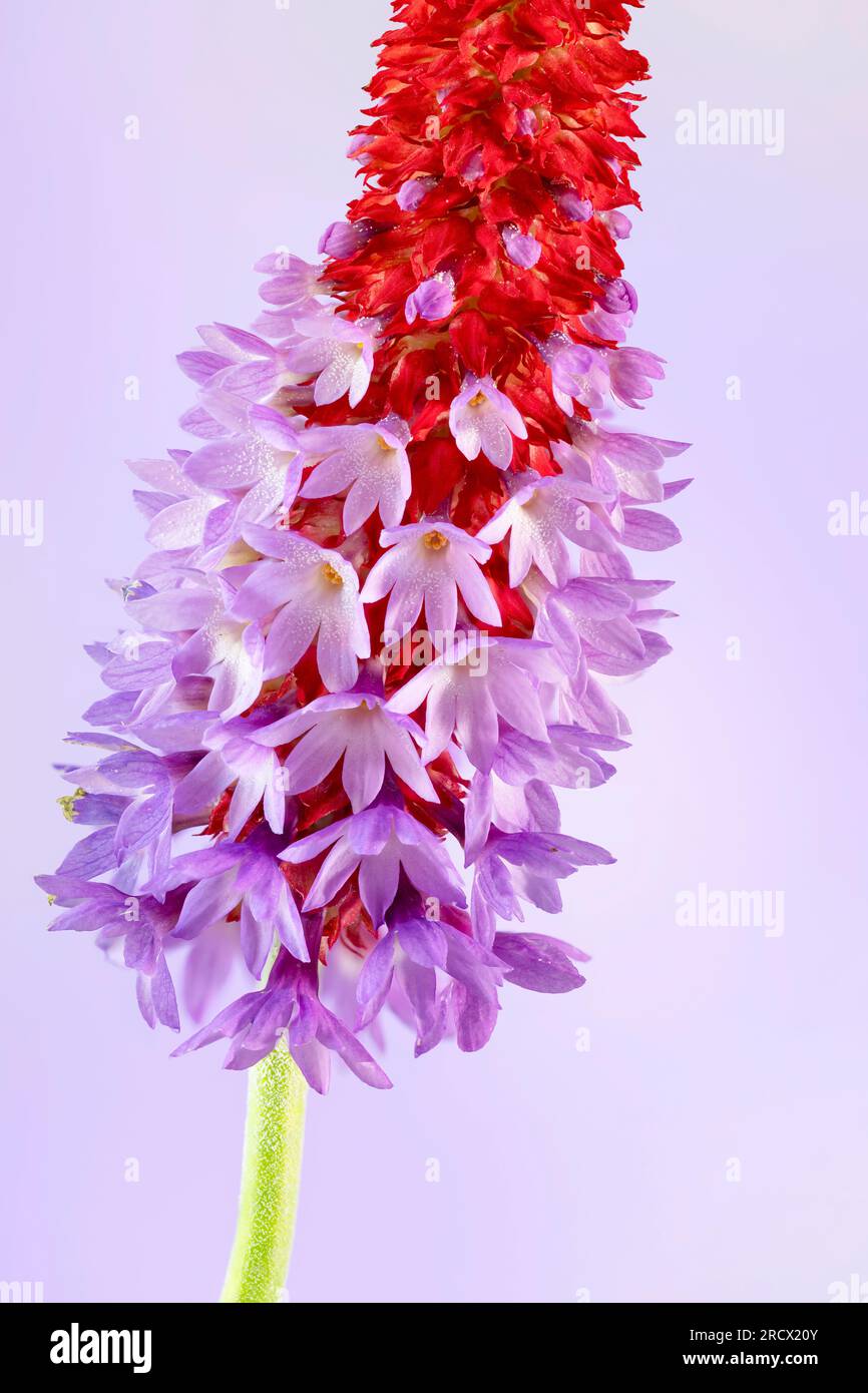Un picco fiorito di Primula vialii, una pianta alpina cinese diventata popolare nel Regno Unito Foto Stock