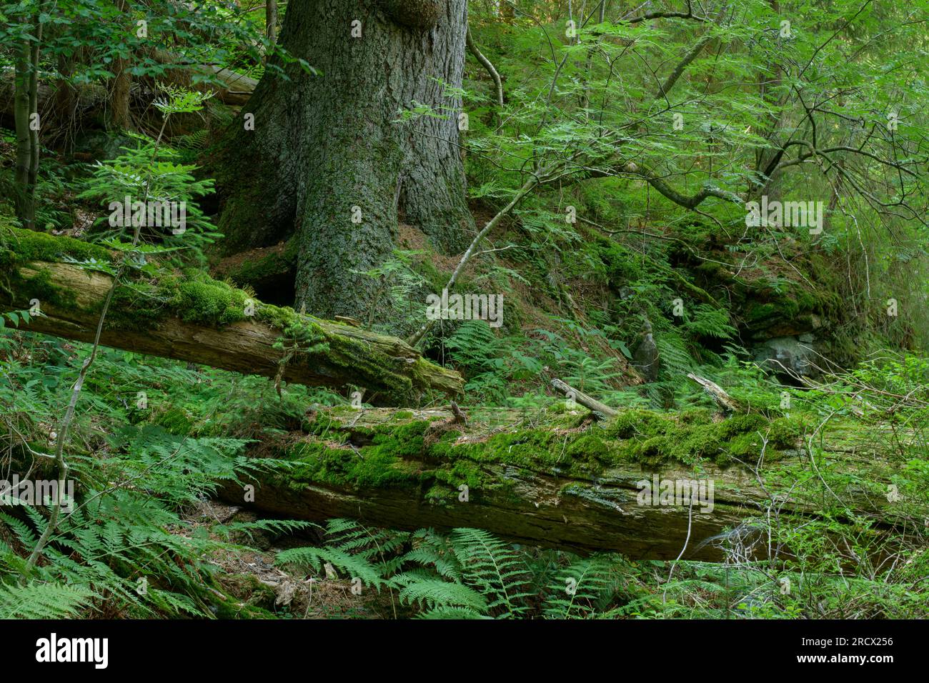 Foresta bavarese / Germania - la foresta primaria si relaziona su ripidi pendii vicino al lago Arber. Foto Stock