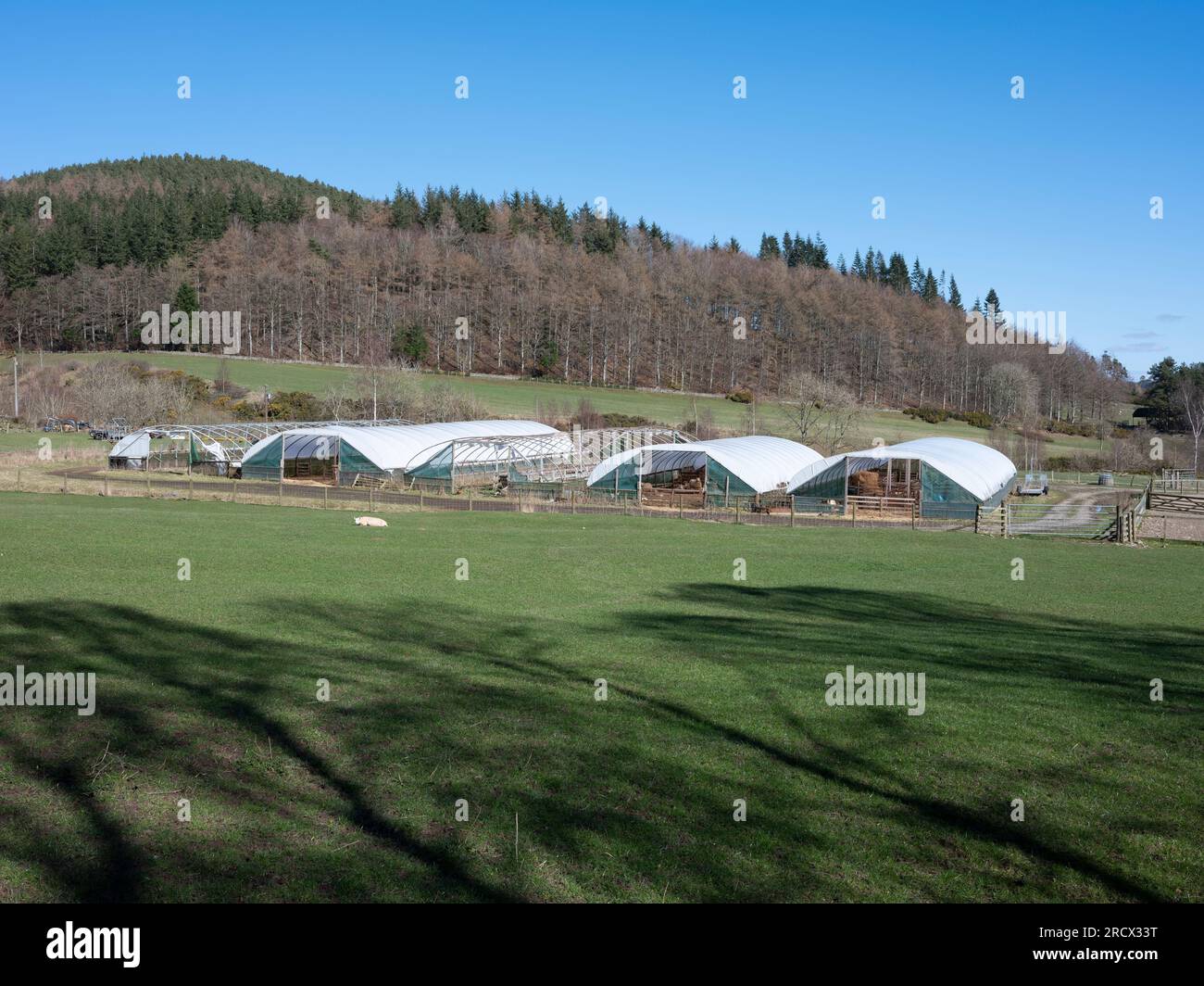 Una soleggiata giornata di marzo e sui terreni agricoli vicino a Selkirk, i tunnel polineili sono utilizzati come capannoni per agnelli. Foto Stock