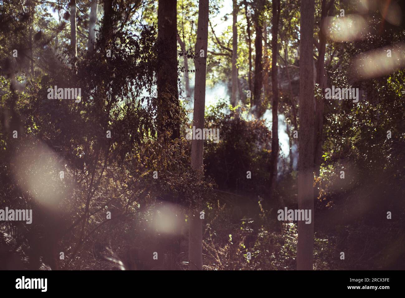 Fumo di fuoco nel Bush forrest di eucalipto Foto Stock