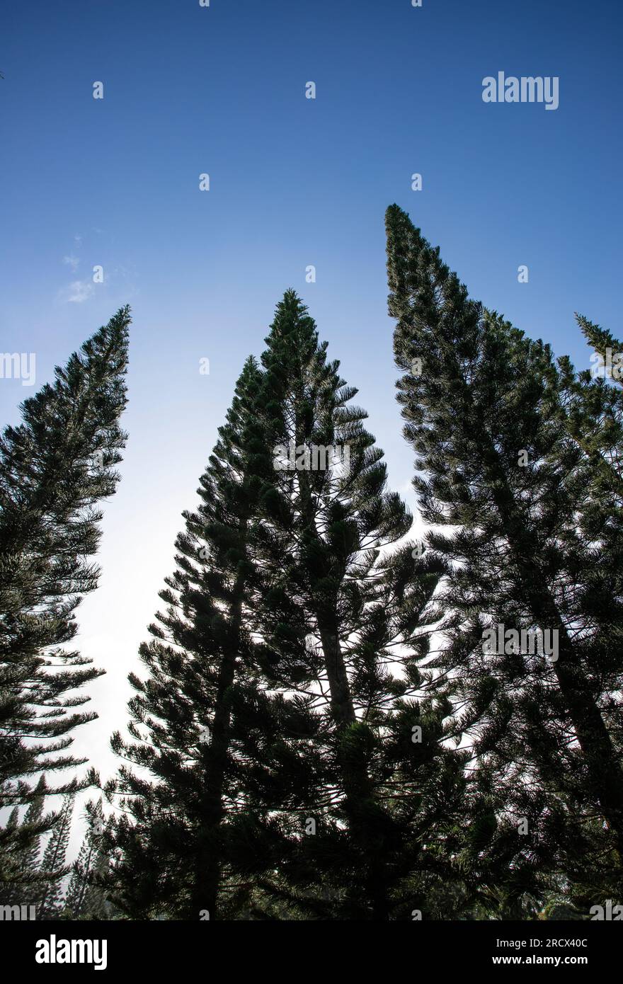 Cuocere pini che puntano verso il cielo, Kauai Foto Stock