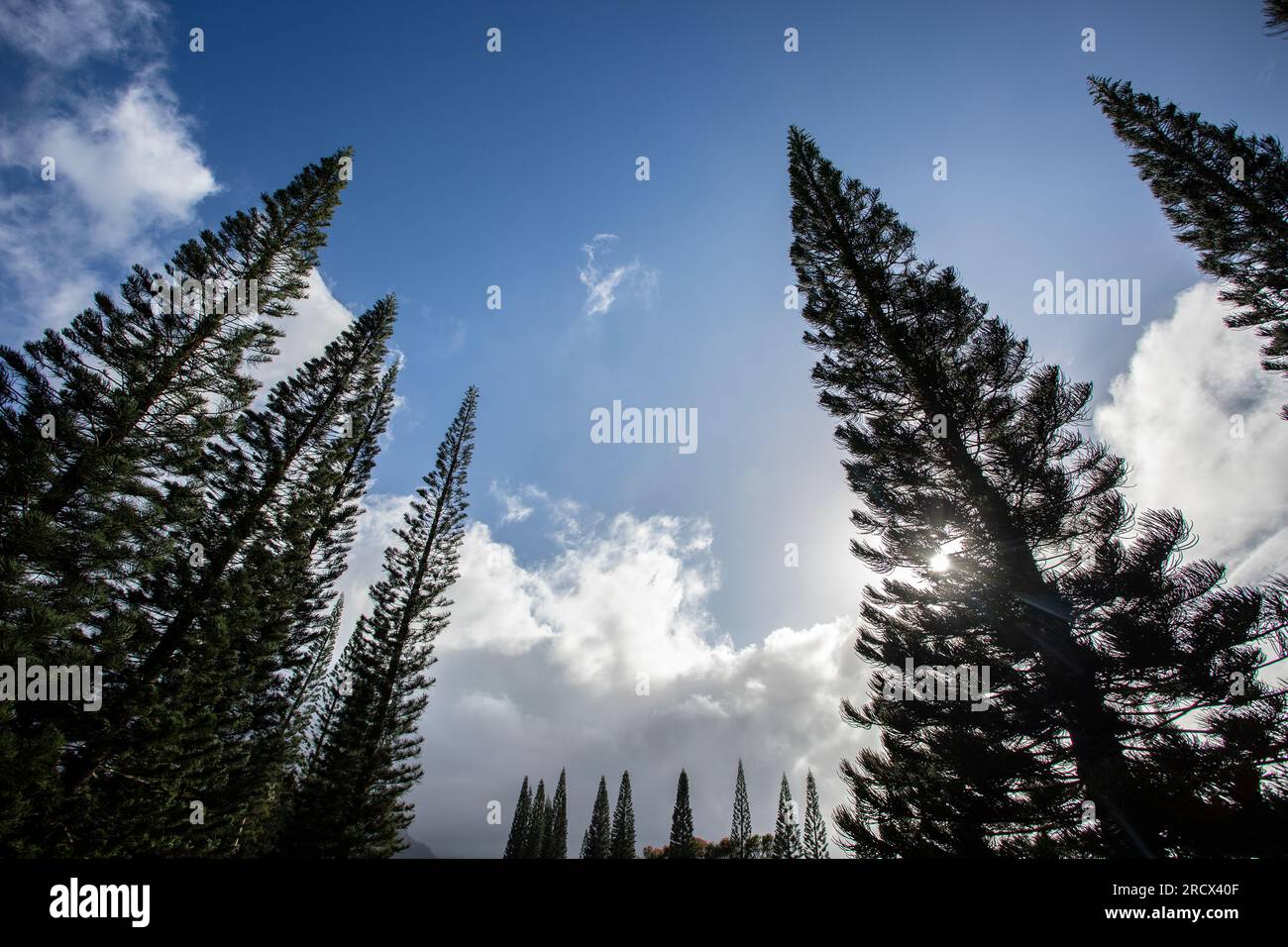 Cuocere pini sagomati nel cielo di Kauai Foto Stock
