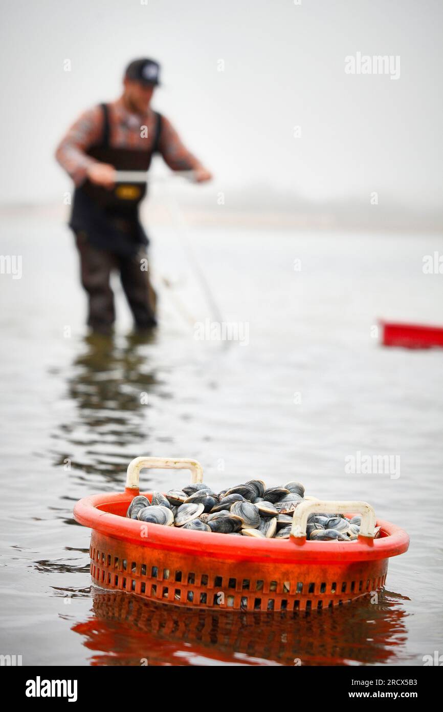 Una scavatrice di vongole sullo sfondo di un secchio di vongole appena raccolto Foto Stock