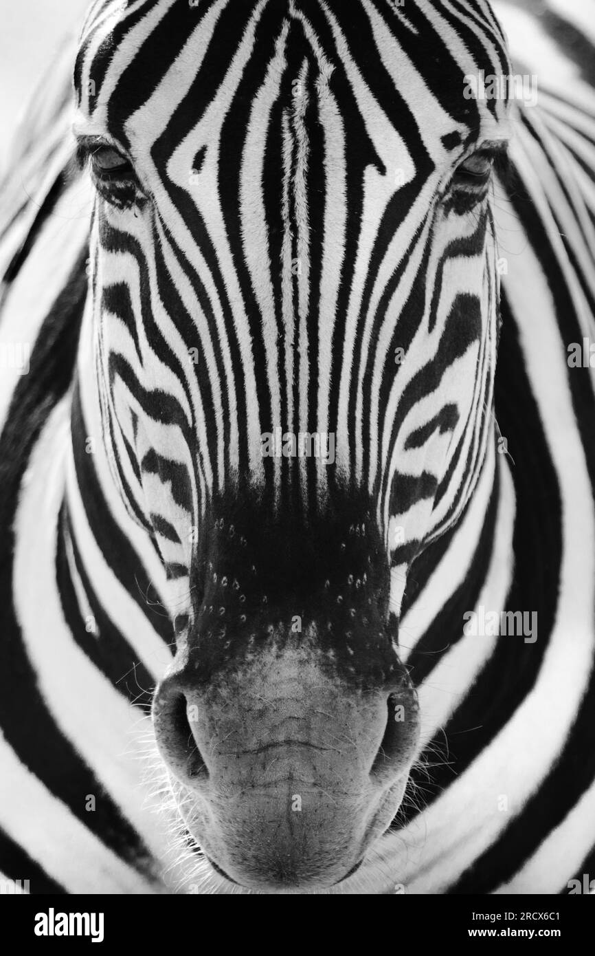 Ritratto di una zebra nel Parco Nazionale di Etosha in Namibia Foto Stock