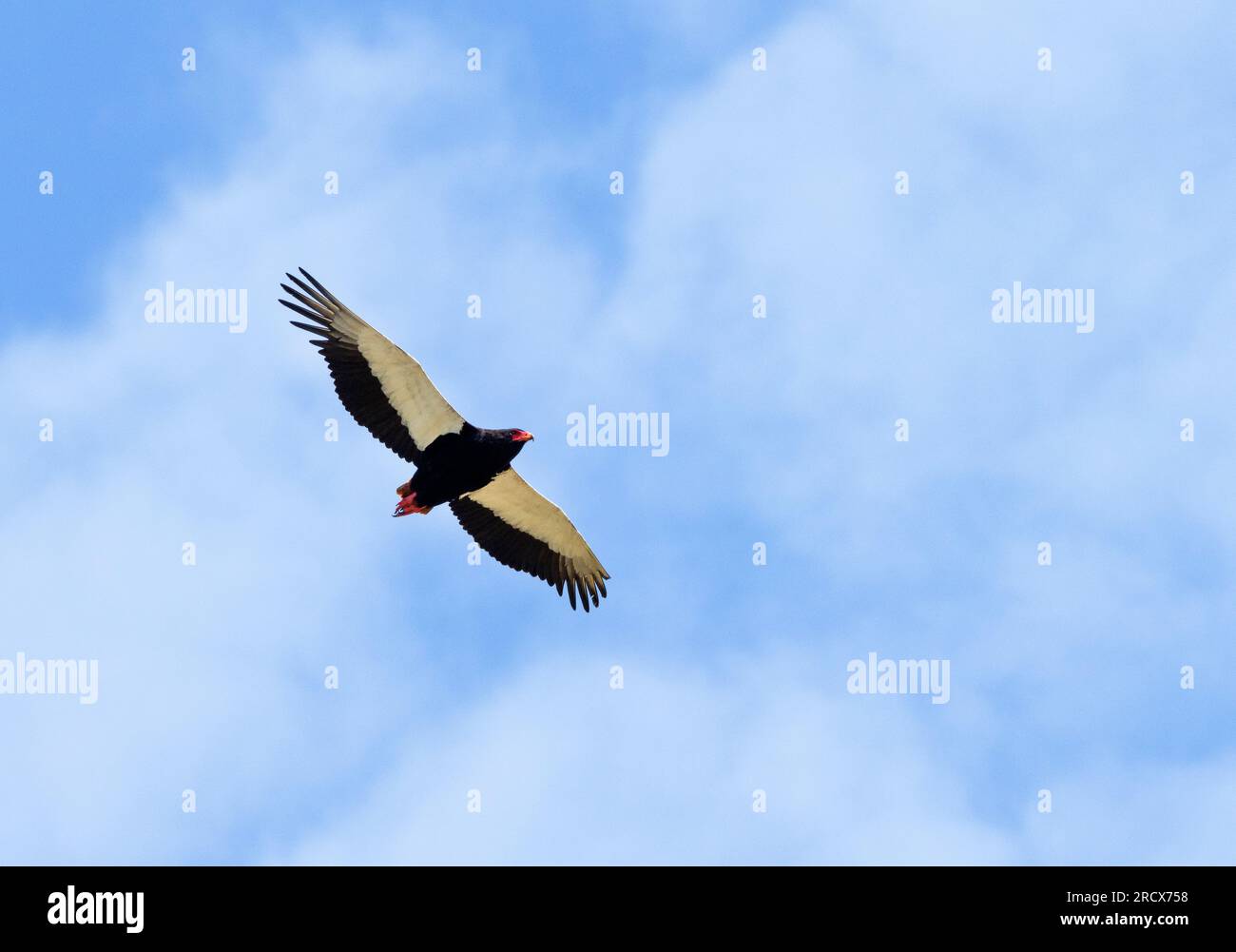 Un'aquila di Bateleur scivola con una grazia apparentemente senza sforzo, controllando il terreno per il cibo. Sono grandi predatori di serpenti, ma anche loro si vendicheranno. Foto Stock