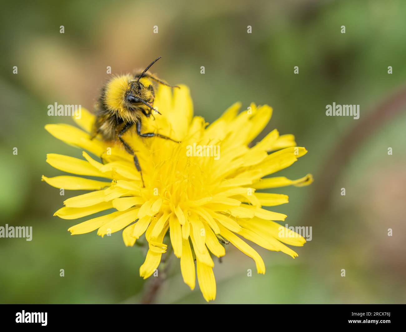 bumblebee Bombus pratorum, calmante sulla testa del fiore. REGNO UNITO. Foto Stock
