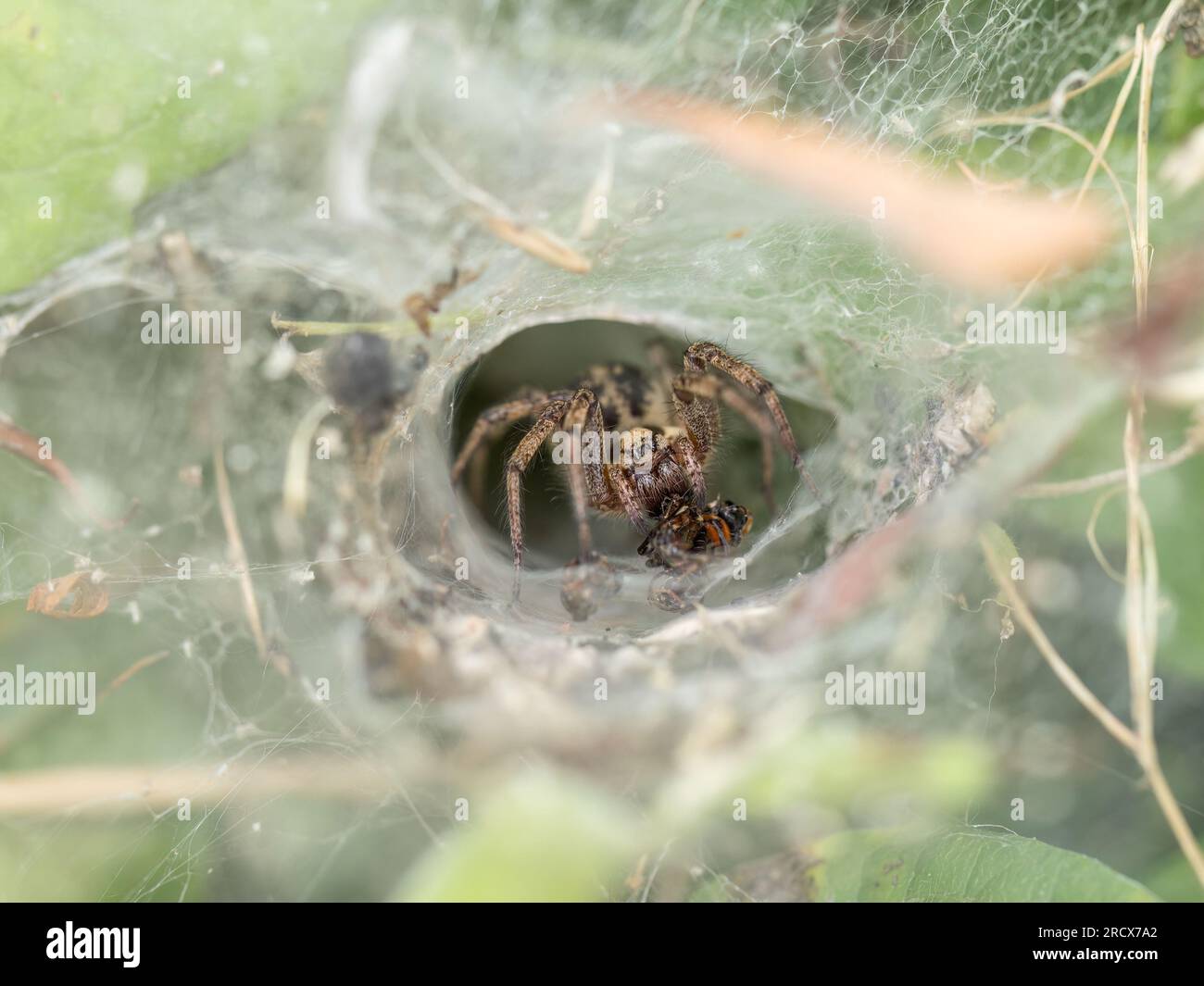 Labirinto ragno, Agelena labyrinthica nella sua rete, Regno Unito. Spesso viene erroneamente chiamato ragno a ragnatela imbuto. Foto Stock