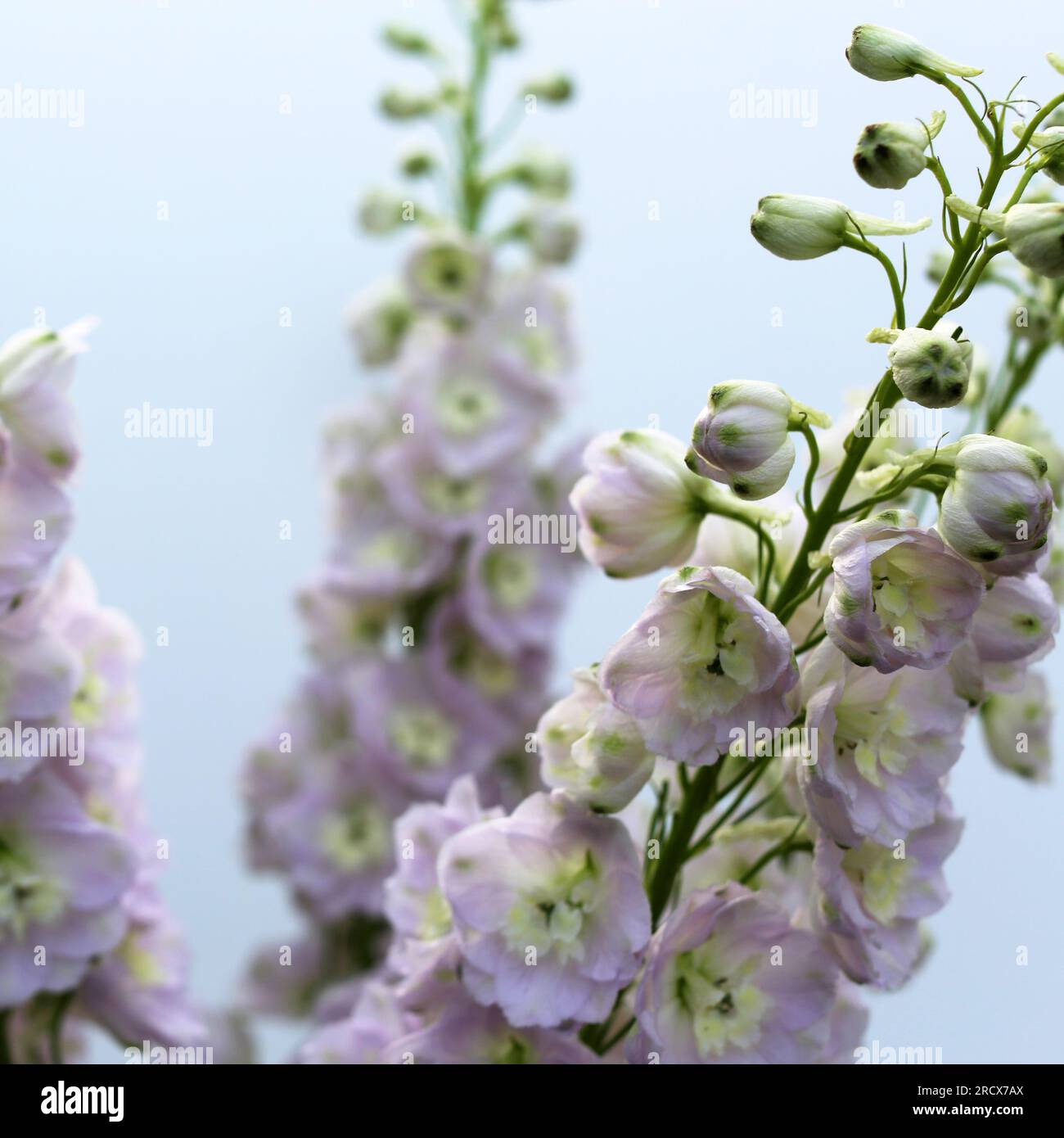Primo piano dei delicati fiori di Delfinio viola pallido. Foto Stock