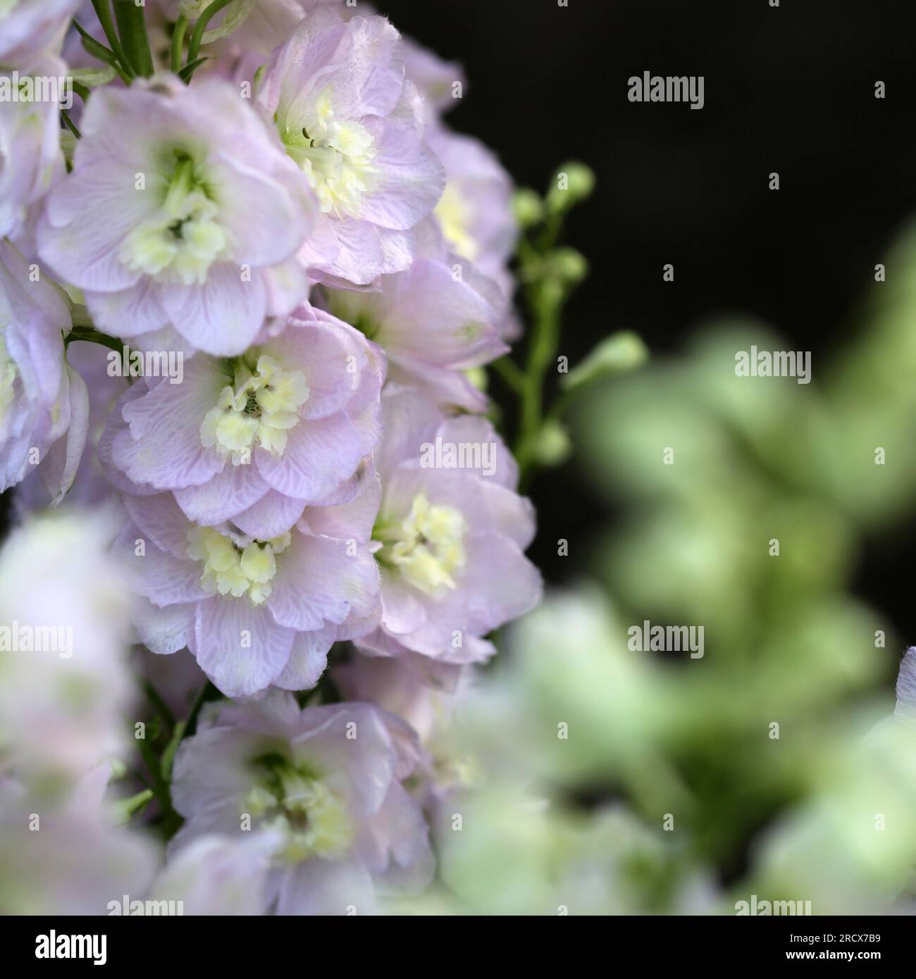 Primo piano dei delicati fiori di Delfinio viola pallido. Foto Stock