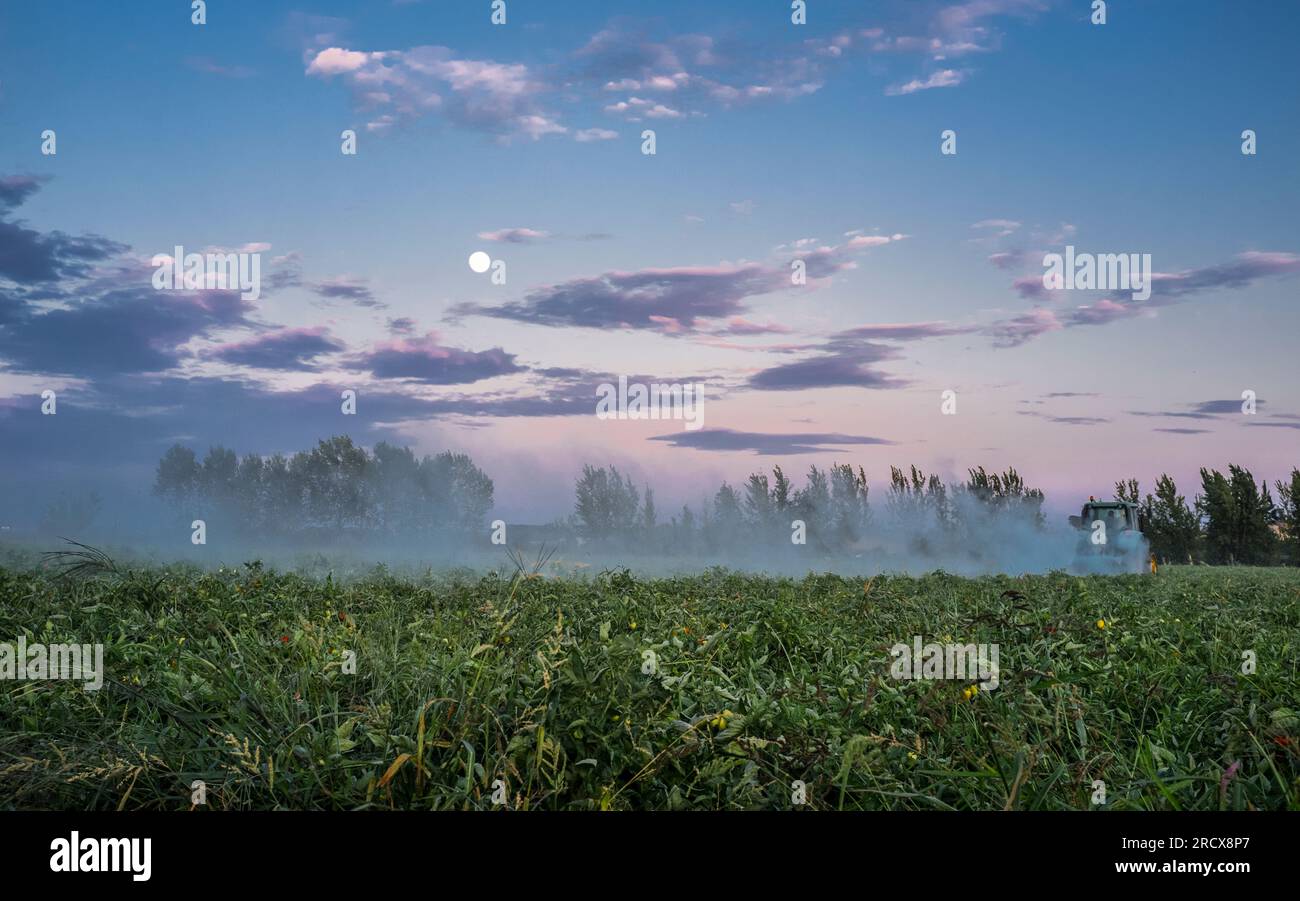 Il trattore polverizza con piante di pomodoro in polvere allo zolfo al tramonto Foto Stock