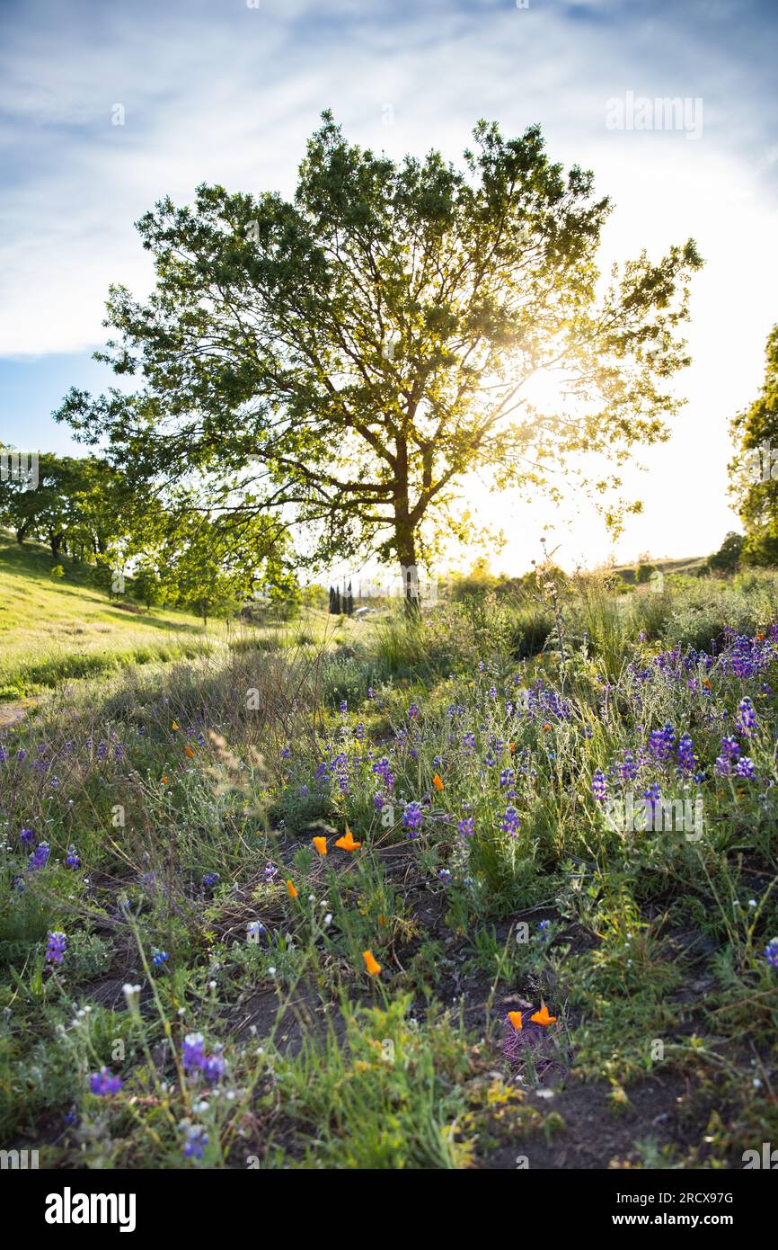 Verde collina con fiori selvatici e un albero retroilluminato con cielo blu Foto Stock