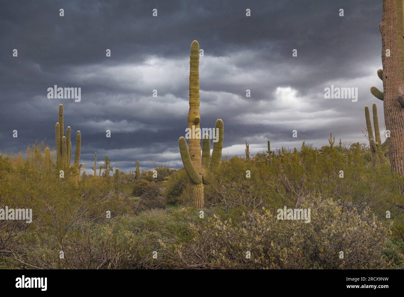 Cactus di saguaro (Carnegiea gigantea, Cereus giganteus), numerosi cactus di saguaro di fronte ad un fronte temporale in avvicinamento, USA, Arizona, Browns Foto Stock