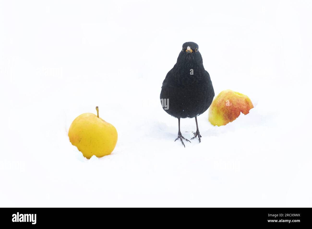 blackbird (Turdus merula), posatoi maschi tra due mele e non può decidere, vista frontale, Paesi Bassi Foto Stock