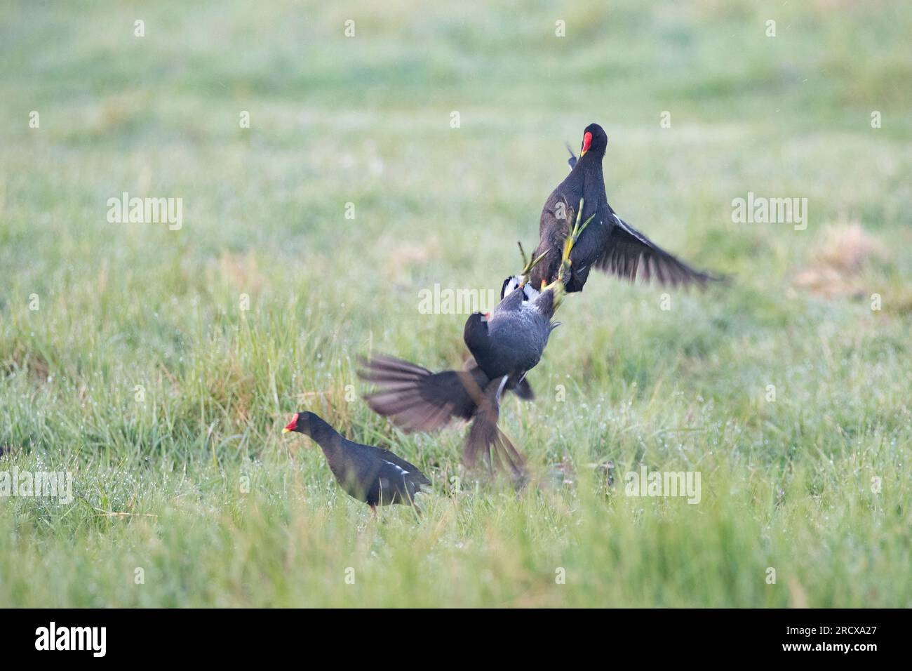 moorhen (Gallinula chloropus), combattendo le galline moortiche in un prato coperto di rugiada mattutina, Paesi Bassi Foto Stock