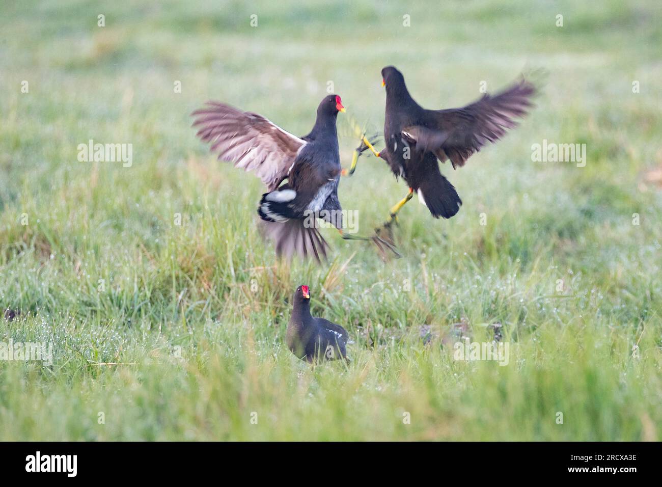 moorhen (Gallinula chloropus), combattendo le galline moortiche in un prato coperto di rugiada mattutina, Paesi Bassi Foto Stock