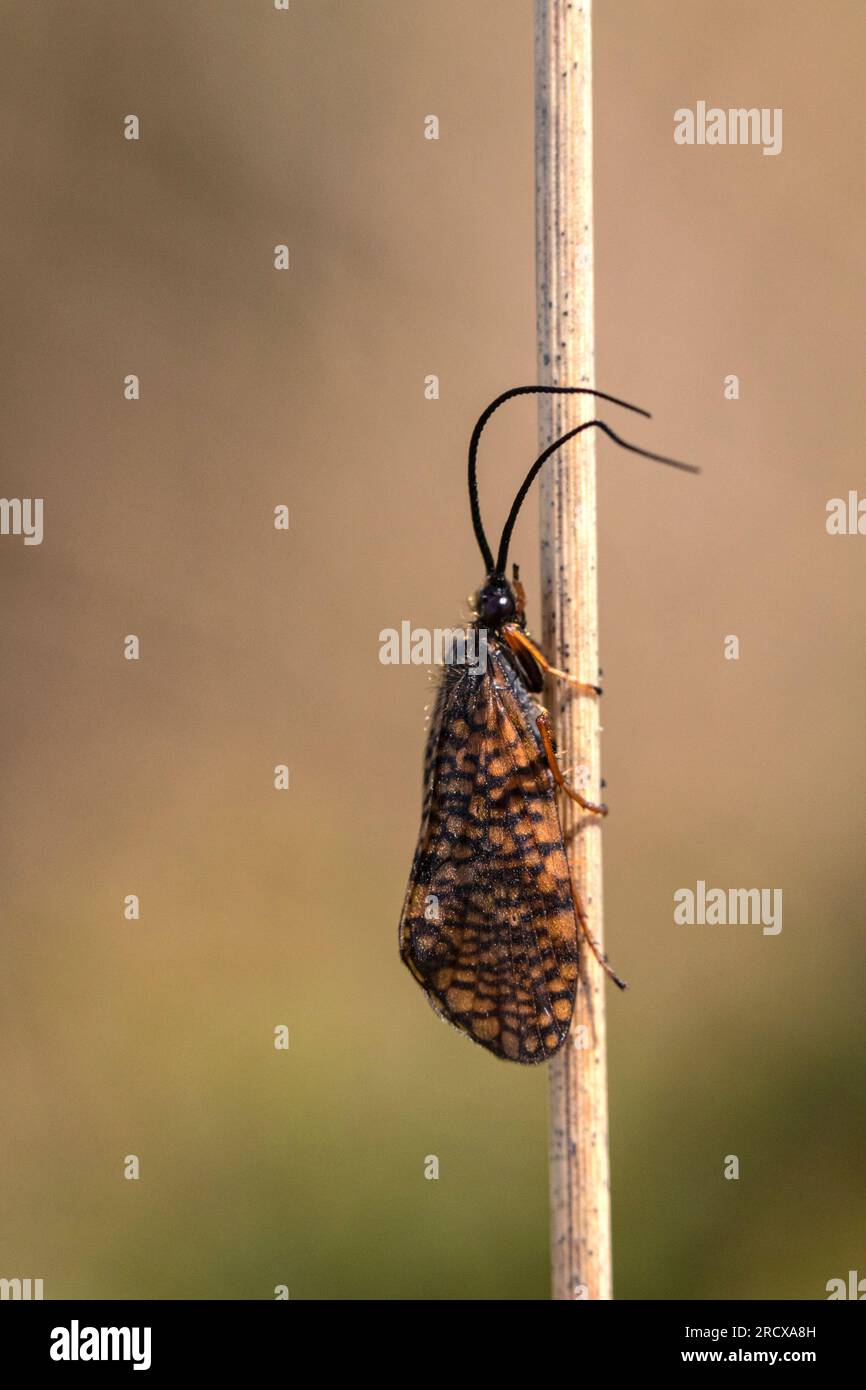 Siepe alata con finestra (Hagenella clathrata), seduto un germoglio, Paesi Bassi, Drenthe Foto Stock