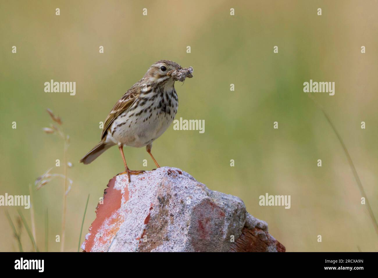 Meadow Pipit (Anthus pratensis), con preda nel becco, Svezia Foto Stock