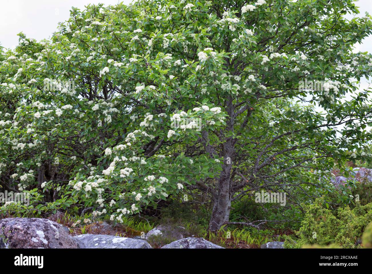Svedese Whitebeam (Sorbus intermedia), fioritura, Svezia Foto Stock