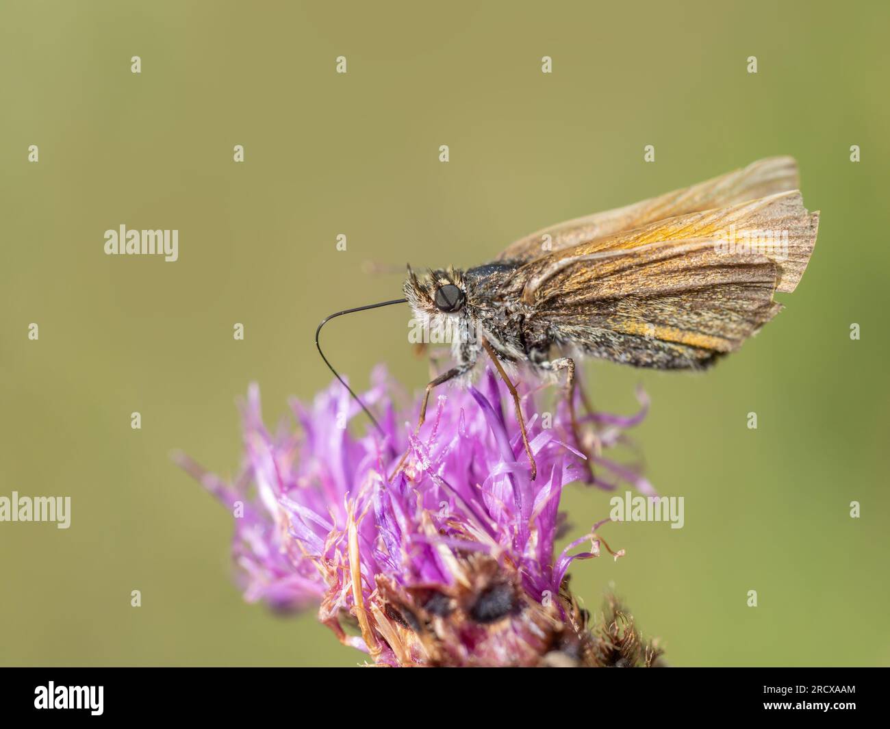 Piccola farfalla Skipper, Thymelicus sylvestris, che si nutre di un fiore a forma di erba. Sfondo sfocato. Foto Stock