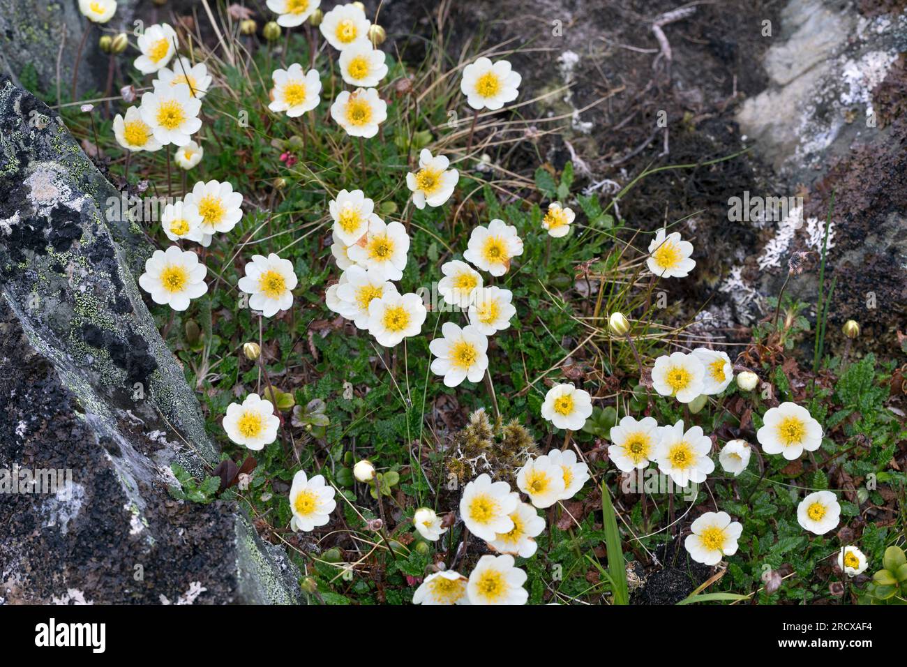 Avens di montagna (Dryas octopetala), fioritura, Svezia Foto Stock